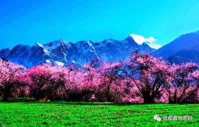 【西藏山南+林芝桃花+丙察察—穿越12日游】拉萨—羊湖—日托寺—桑耶寺—林芝—然乌湖—仁龙巴冰川—丙察察—怒江峡谷—独龙江—大理